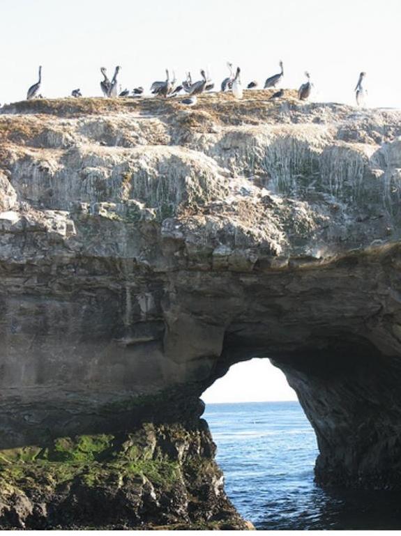 Birds in Natural Bridges State Beach in Santa Cruz, California
