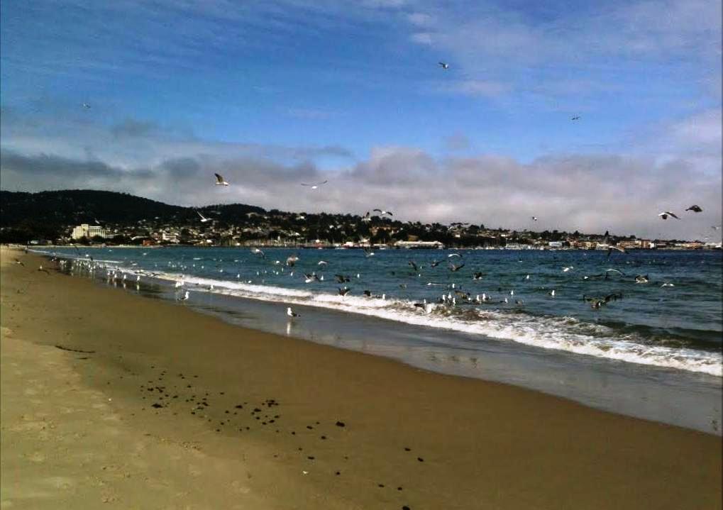 Monterey State Beach Birds and Wildlife