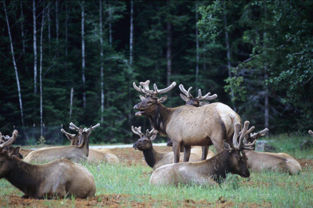 Redwood National Park Rosewell Elk