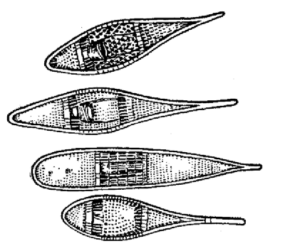 Four types of snowshoes